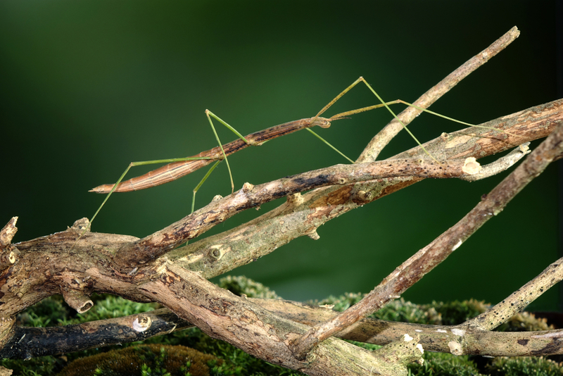 Insectos palo | Shutterstock Photo by Mark Brandon