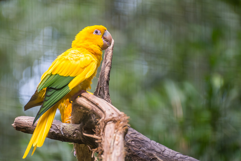 Conuro dorado | Shutterstock Photo by Junior Braz