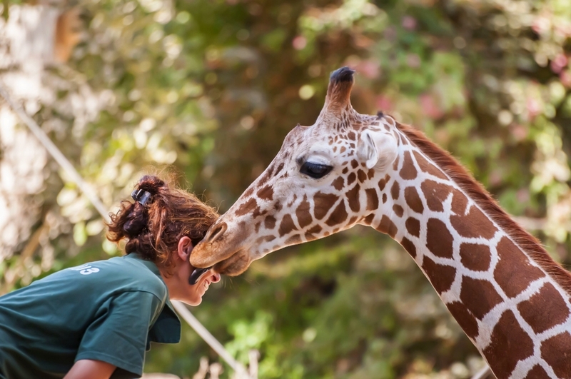 Jirafas | Shutterstock Photo by Roman Yanushevsky