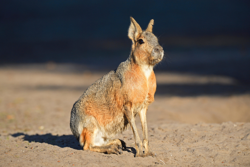 Cavy Patagónico | Alamy Stock Photo by Ingo Schulz/imageBROKER.com GmbH & Co. KG 