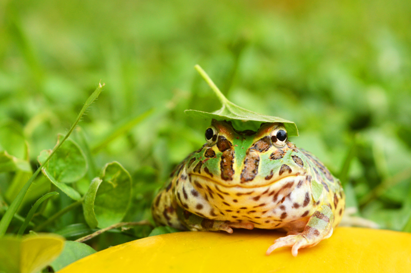 Ranas Pacman | Alamy Stock Photo by Zoonar/Konstantin Vintsik