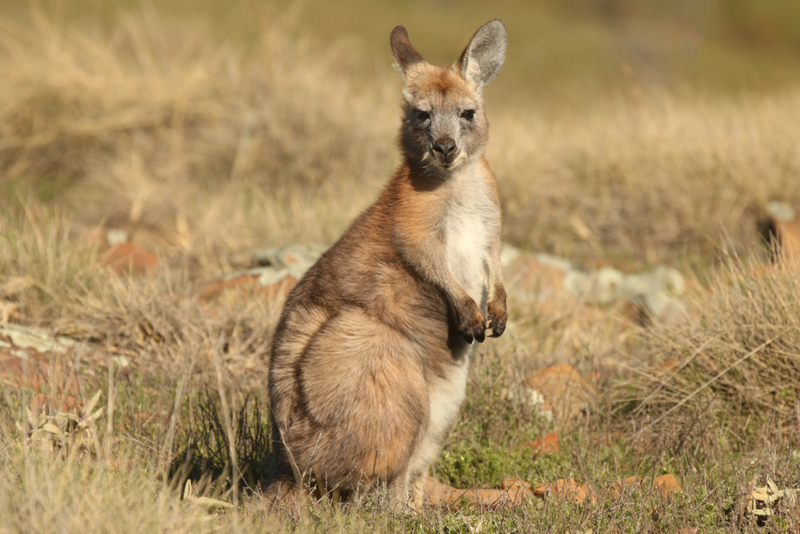 Wallaroos | Shutterstock Photo by MSpringer