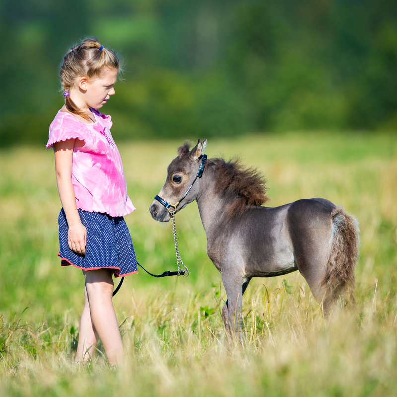 Caballo en miniatura | Shutterstock Photo by Alexia Khrushchev