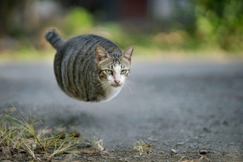 Die Fluffige Feline Missile | Shutterstock