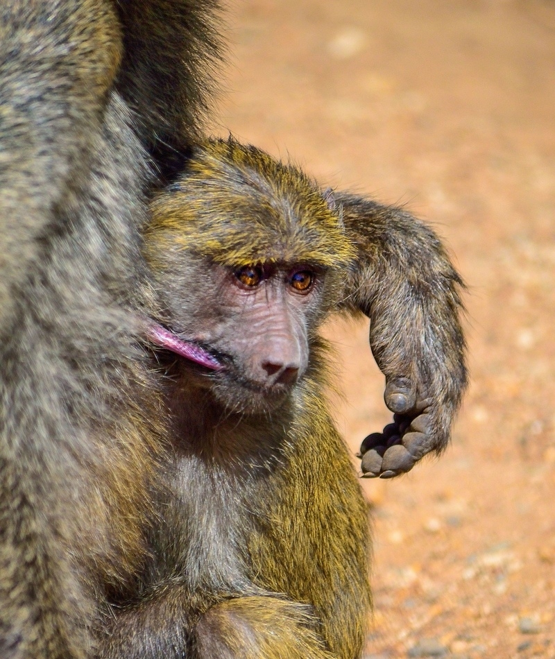 Es hora de empezar el destete | Alamy Stock Photo by Tracy Angus-Hammond 