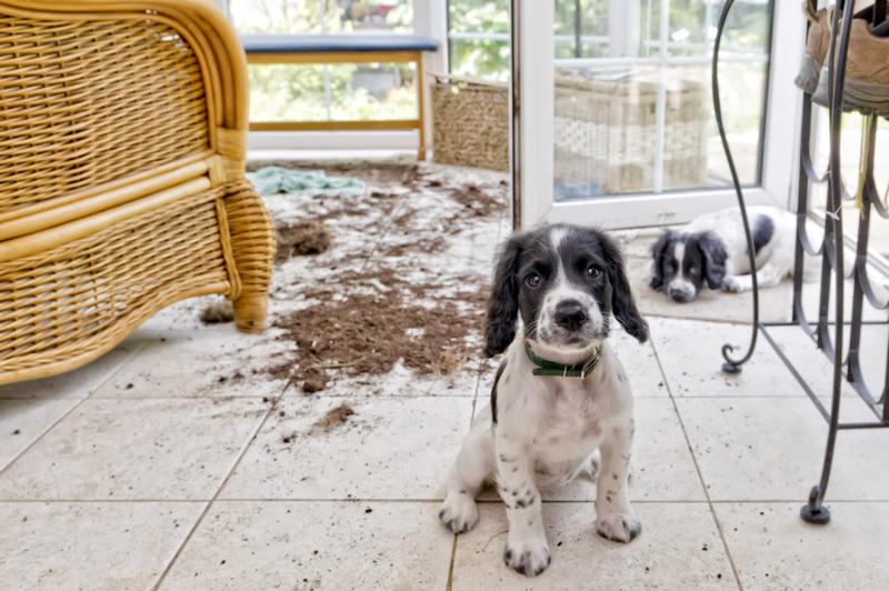 Fue el cachorro | Getty Images Photo by dageldog