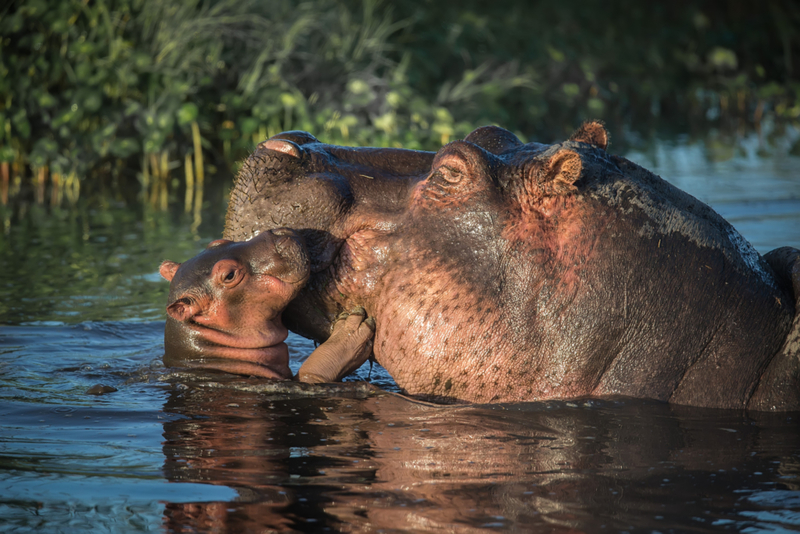 Un beso del bebé | Getty Images Photo by Michael J. Cohen, Photographer