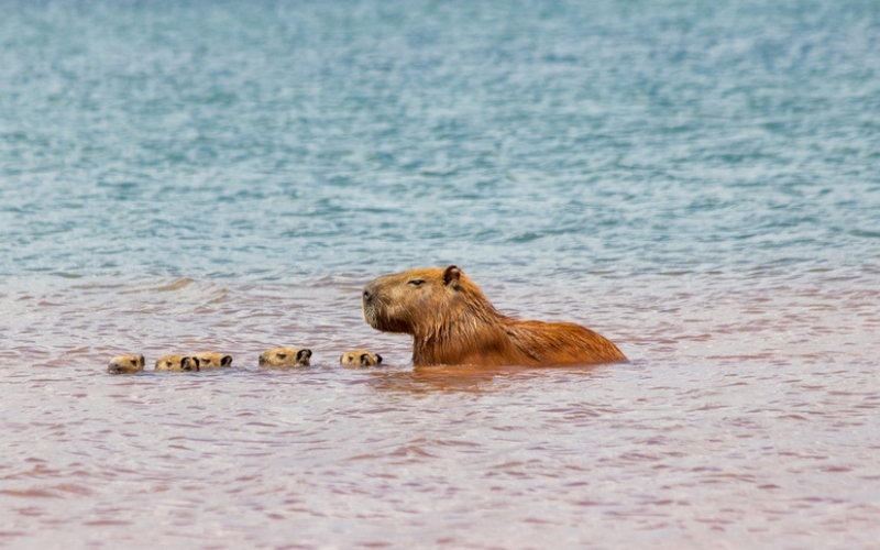 Clases de natación para las crías | Fernando Calmon/Shutterstock