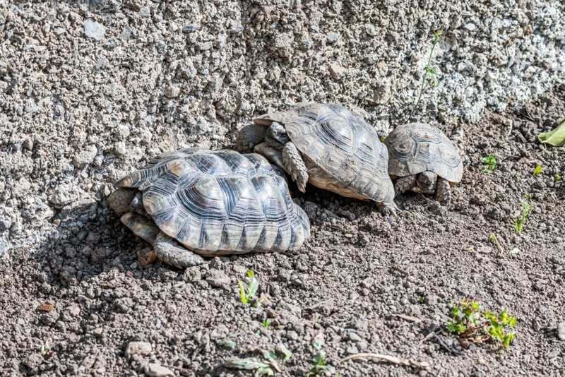 ¿Quieres un hermanito? Déjanos en paz | Alamy Stock Photo by Christoph Lischetzki