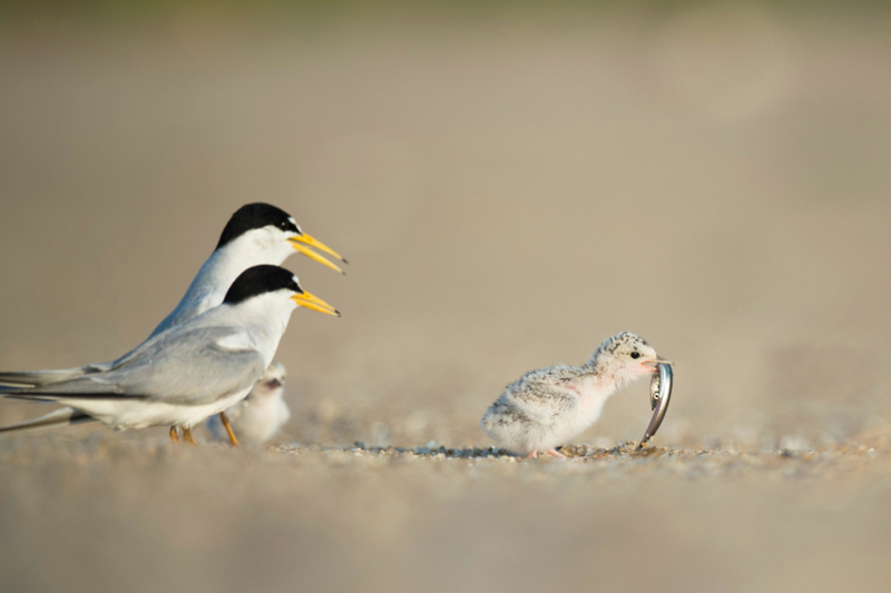 Padres orgullosos | Alamy Stock Photo by Raymond Hennessy