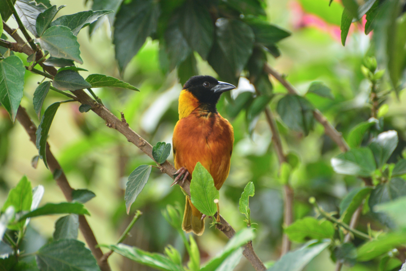 Pitohui | Getty Images Photo by Chris Dennis Rosenberg