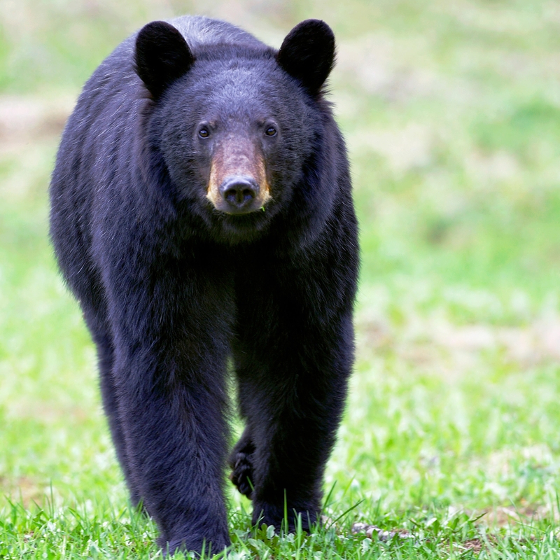 Something Was Different About This Bear | Alamy Stock Photo by Rolf Kopfle 