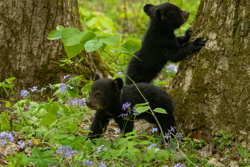 Stay Away From Cubs | Shutterstock