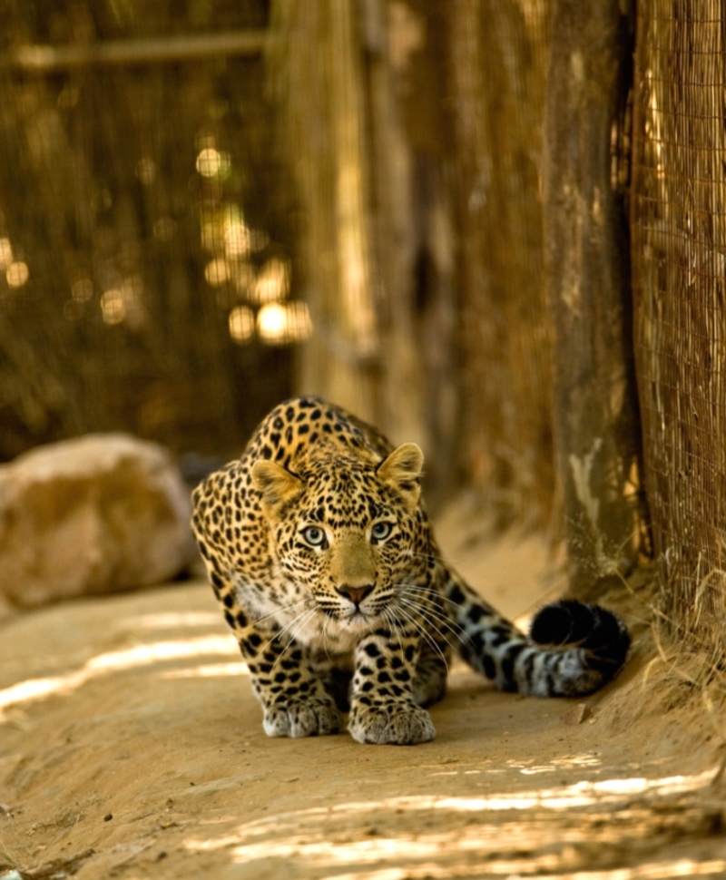 Sri Lankan Leopard | Alamy Stock Photo