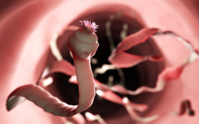Tapeworms | Shutterstock