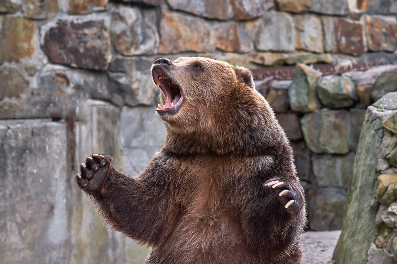 Grizzly bear at San Antonio Texas zoo dangerous animal mean Stock Photo -  Alamy