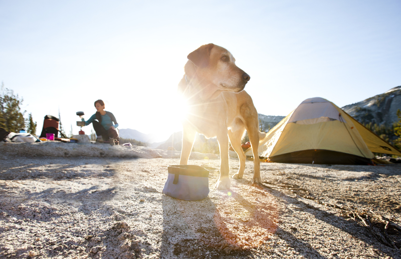 Don’t Leave Pet Food Outside | Getty Images Photo by Jordan Siemens