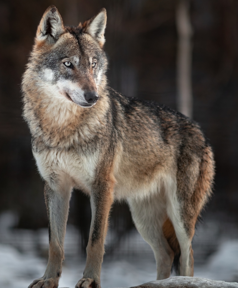 Eurasian Wolf | Shutterstock