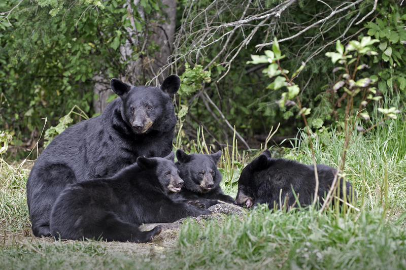 A Bear and Her Cubs | Shutterstock
