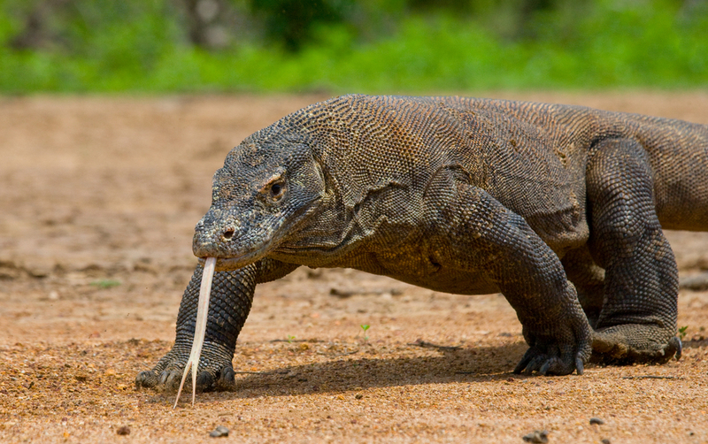 Komodo Dragon | Shutterstock