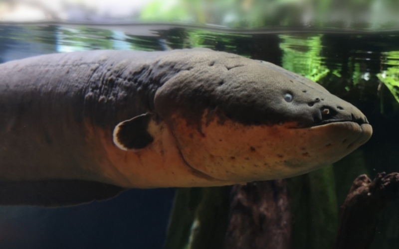 Electric Eel | Shutterstock