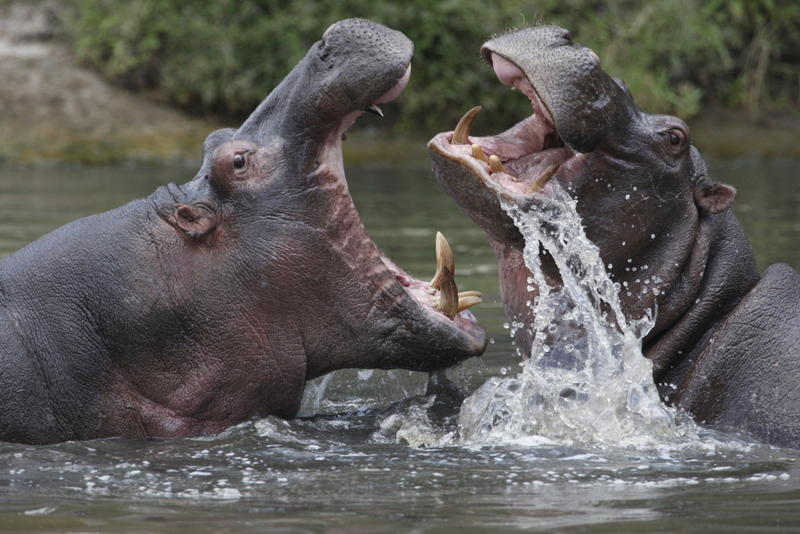 Hippopotamus | Getty Images Photo By GP232