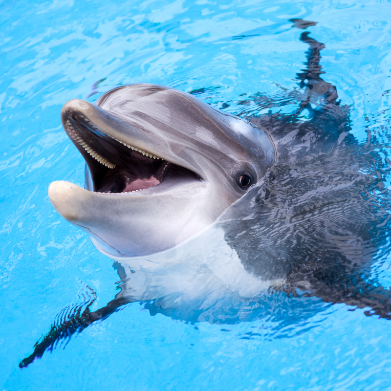 India Has a Ban on Captive Dolphins | Shutterstock