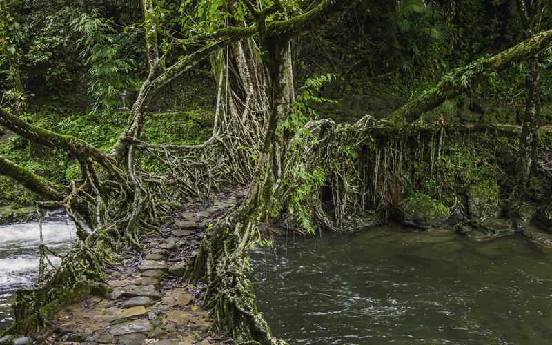 Living Root Bridges | Shutterstock