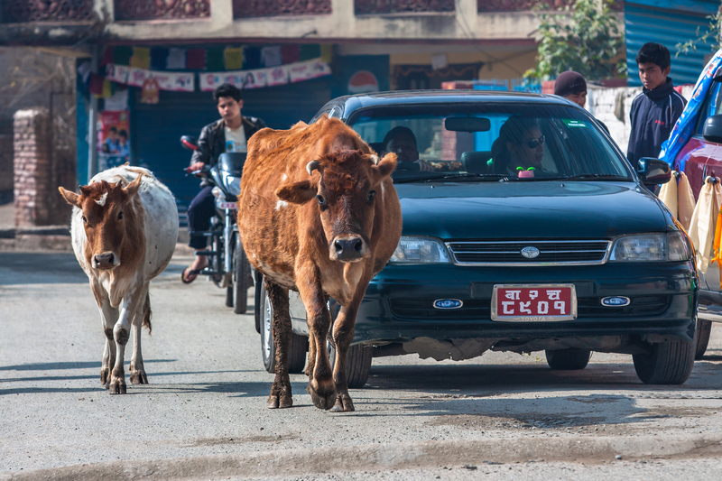 Cows Are Protected By Law | Shutterstock