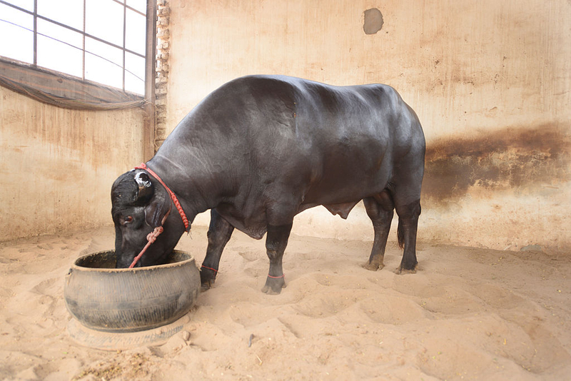 A Buffalo Worth $90 Million | Getty Images Photo by Ramesh Pathania/Mint