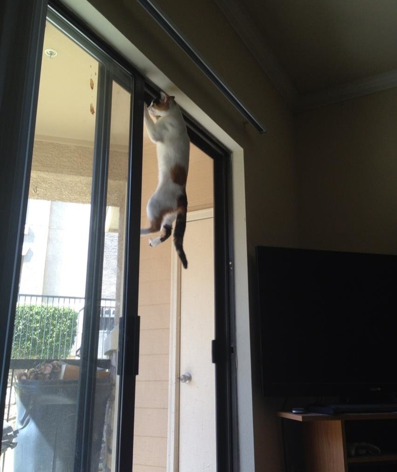 Little Kitty Pull-Ups | Imgur.com/N9TvmRc