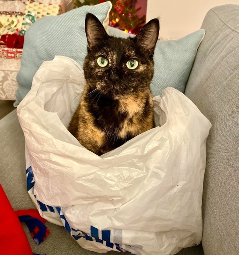 Katze im Sack | Reddit.com/katherinetori