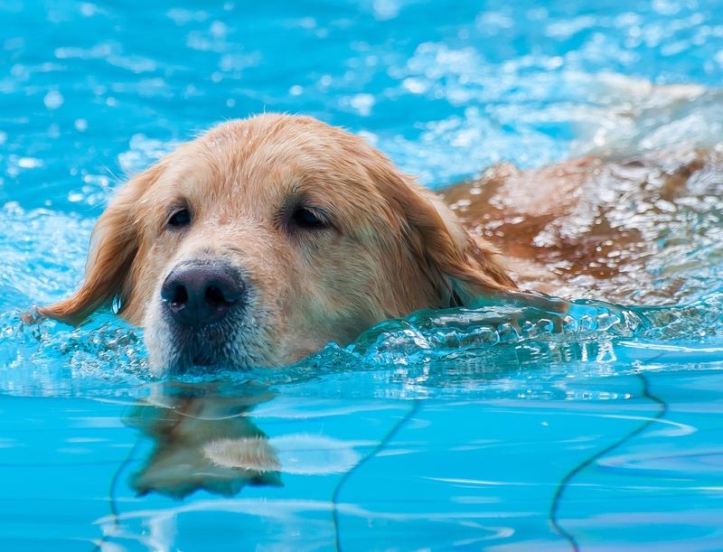 A Watchful Eye | guigaamartins/Shutterstock