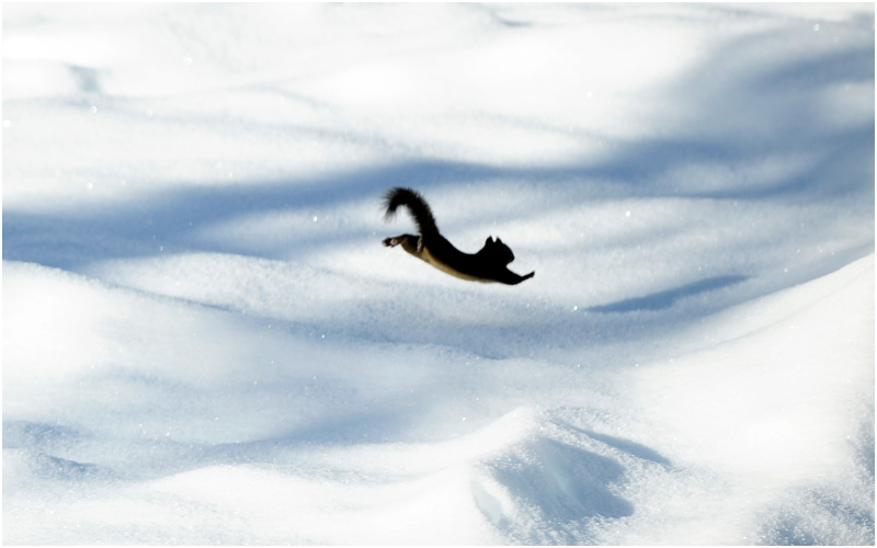 Medalla de oro a la dulzura | Getty Images Photo by FRANCK FIFE/AFP