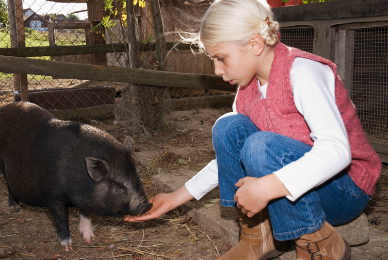 Hängebauchschweine | Alamy Stock Photo by Westend61 GmbH