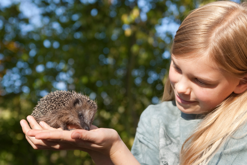 Igel | Alamy Stock Photo by Frank Hecker