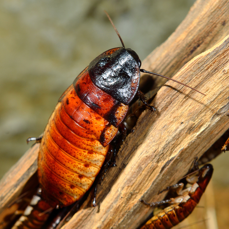 Madagaskar-Schabe | Shutterstock Photo by Astels