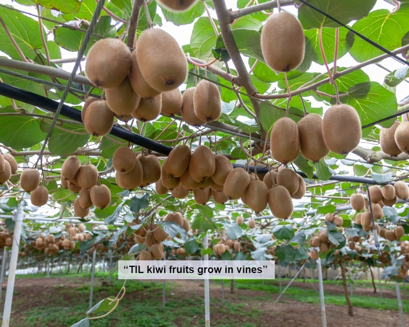 Kiwis: More Than Just a Fruit and a Bird | Shutterstock