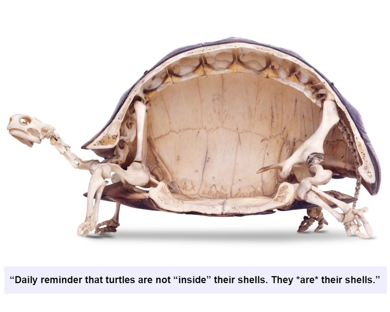 The Turtle Or the Shell, What Came First? | Shutterstock