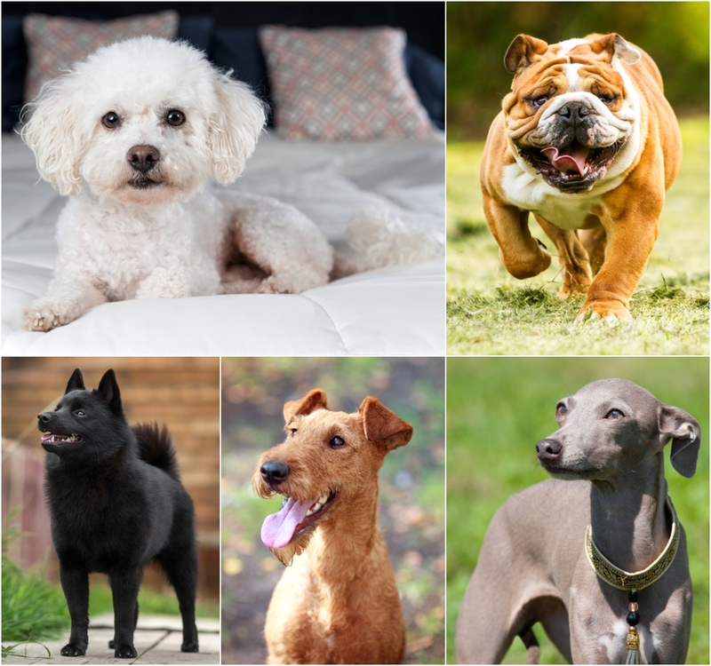 Are These Dog Breeds Really Perfect For Pensioners? | Shutterstock