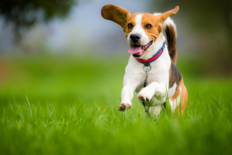 Beagle | Shutterstock 