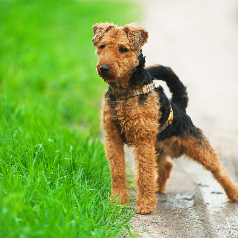 Welsh Terrier | Shutterstock 