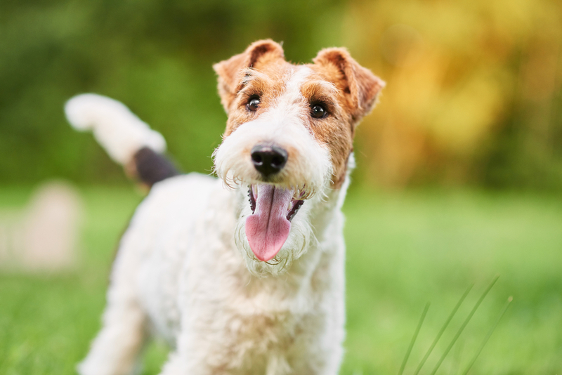 Wire Fox Terrier | Shutterstock