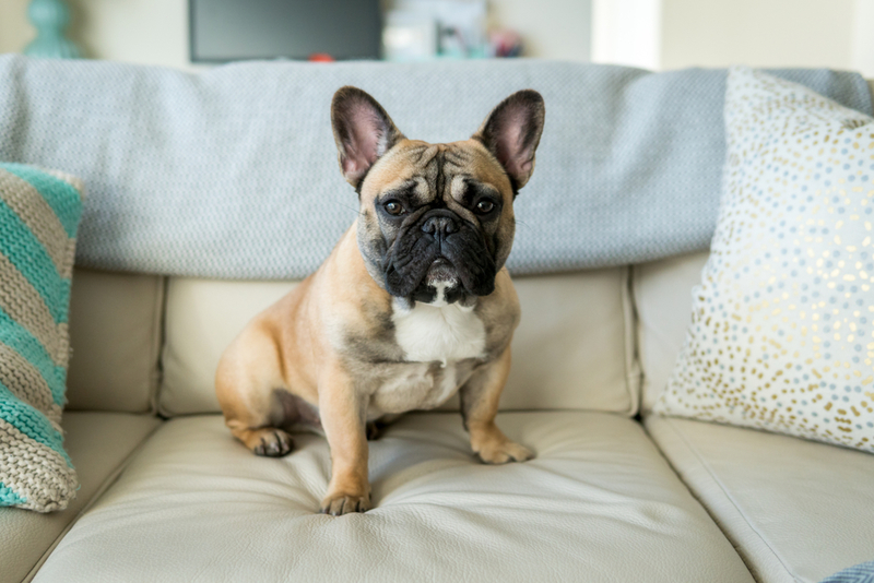 French Bulldog | Shutterstock 