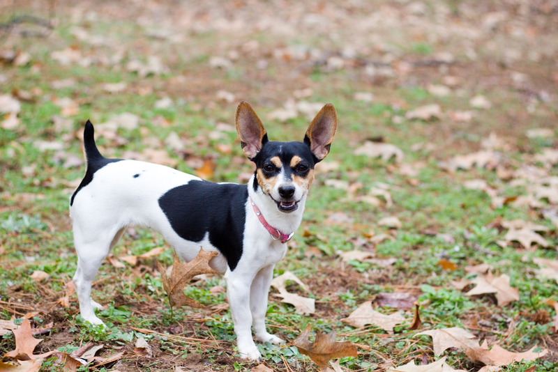 Rat Terrier | Shutterstock