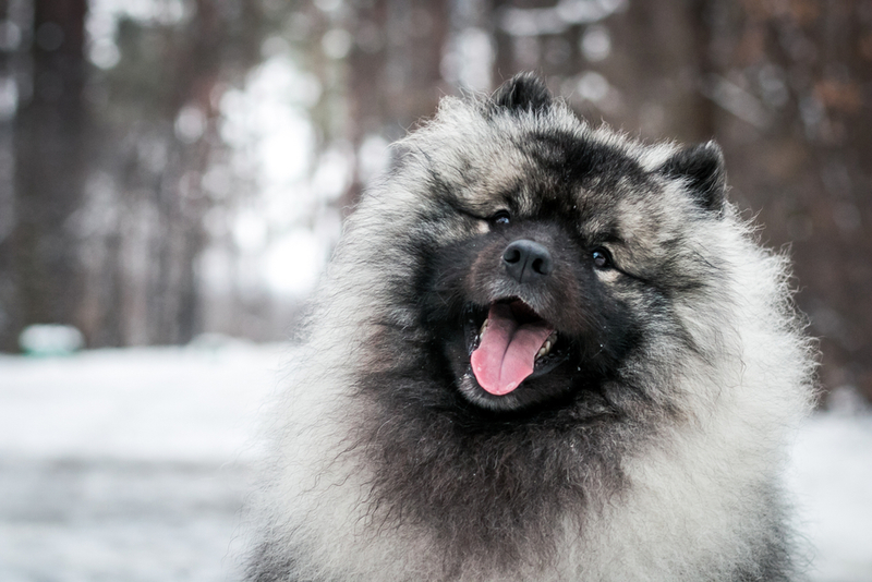 Keeshond | Shutterstock