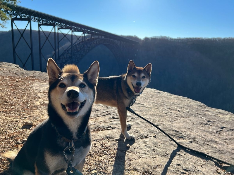 New Hairdo | Instagram/@aspenskylershibainu