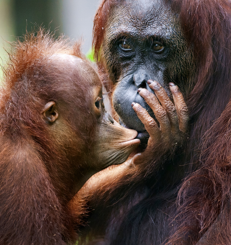 Küsse vom Kind | Sergey Uryadnikov/Shutterstock