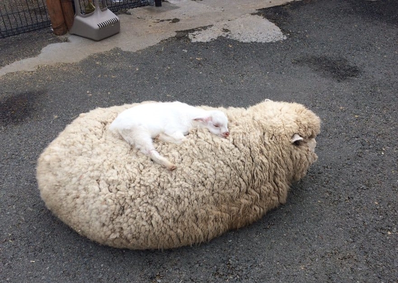 Ein Bett, das nicht zu schlagen ist | Imgur.com/DD1234567