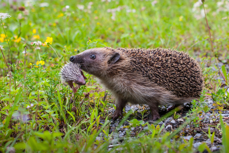 Wenn dein Kind nie ein Nickerchen macht | Alamy Stock Photo by blickwinkel/S Gerth